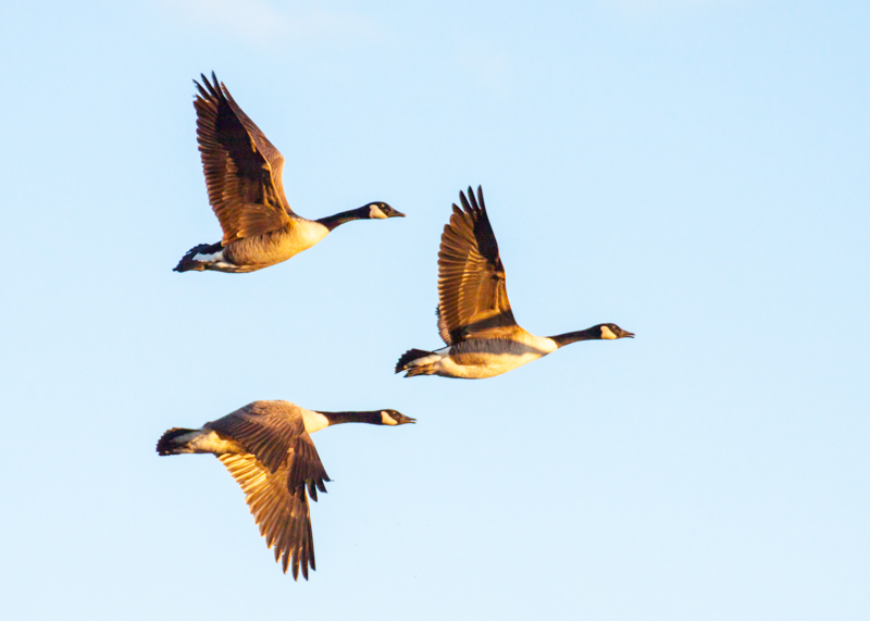 January:  Canada Geese in flight; Middle Creek Wildlife Management Area (Pennsylvania)