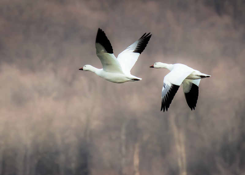 February: Snow Geese in flight; Middle Creek Wildlife Management Area (Pennsylvania)