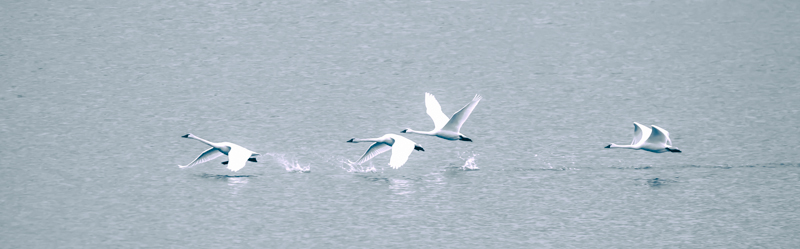 February: Tundra Swans at takeoff; Middle Creek Wildlife Management Area (Pennsylvania)